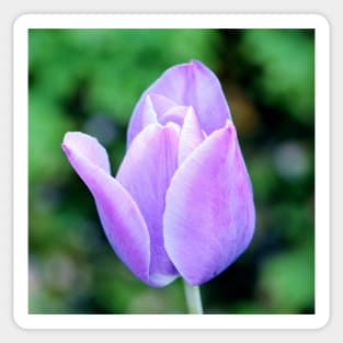 Light Purple Tulip Sticker